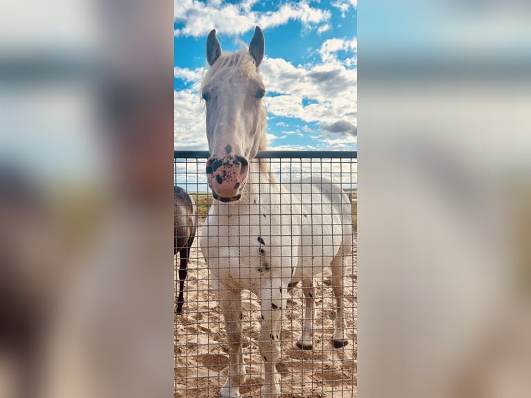 Knabstrup Mix Gelding 3 years 16,2 hh Grey in Medow