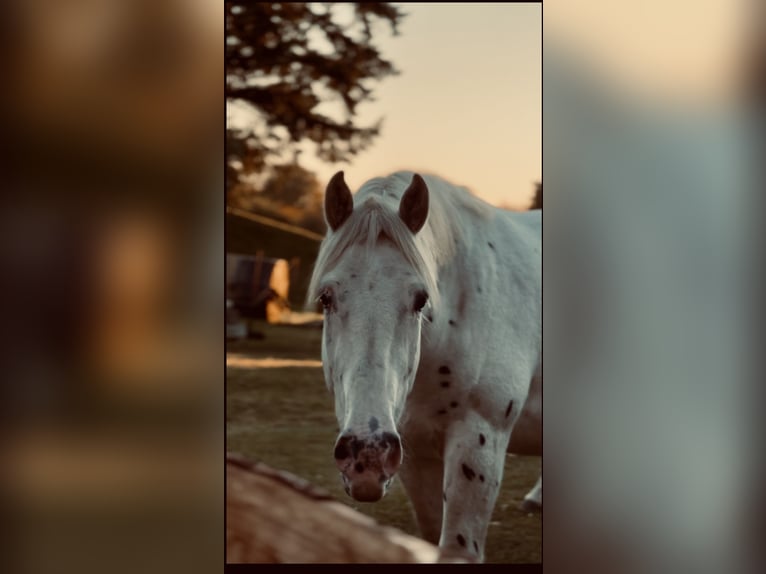 Knabstrup Mix Gelding 3 years 16,2 hh Grey in Medow