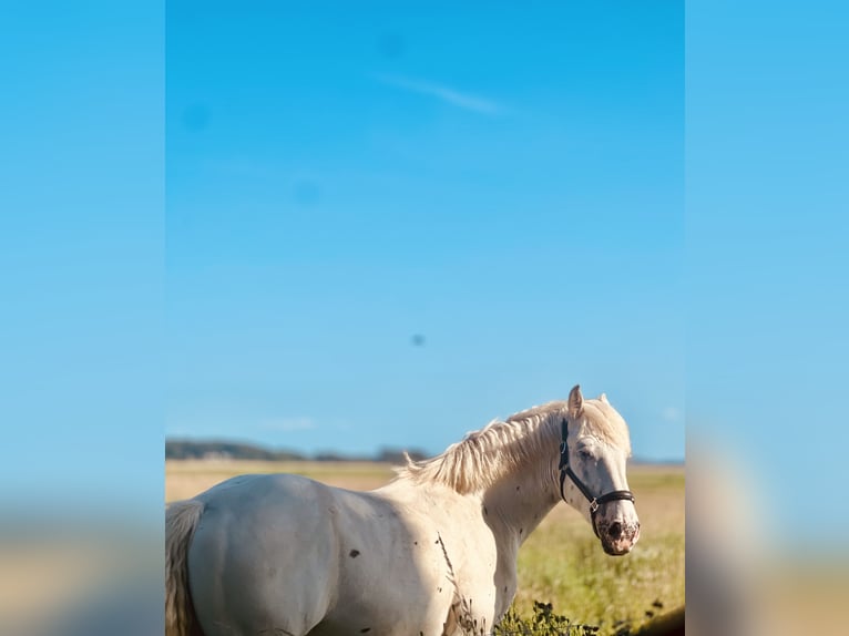 Knabstrup Mix Gelding 3 years 16,2 hh Grey in Medow