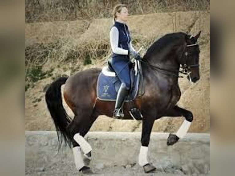 Knabstrup Gelding 4 years 15.1 hh  in Fredensborg