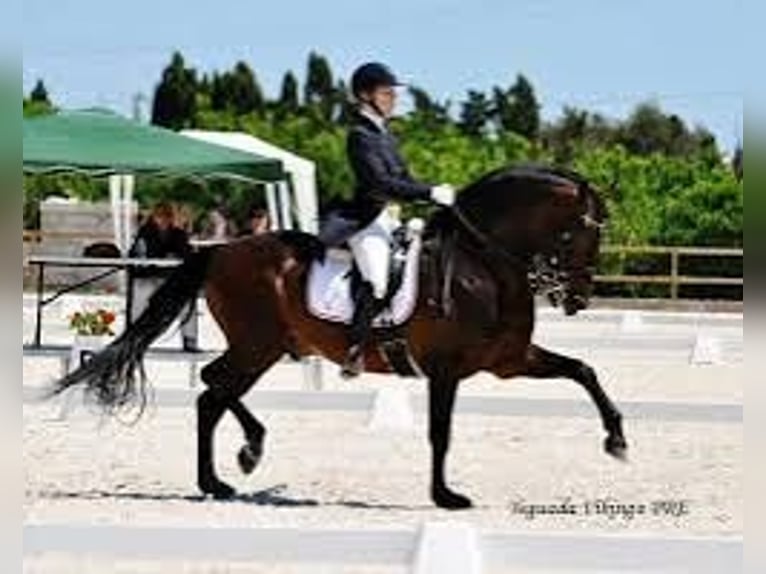 Knabstrup Gelding 4 years 15.1 hh  in Fredensborg