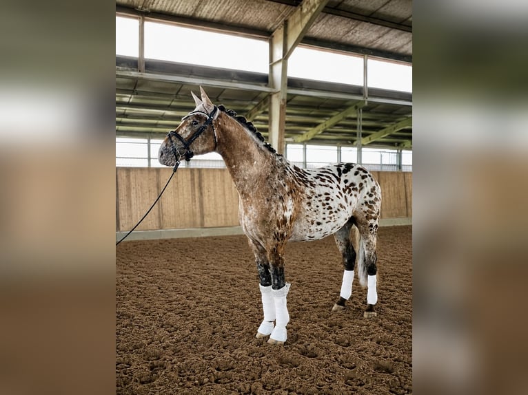 Knabstrup Gelding 4 years 15.2 hh Leopard-Piebald in Emden
