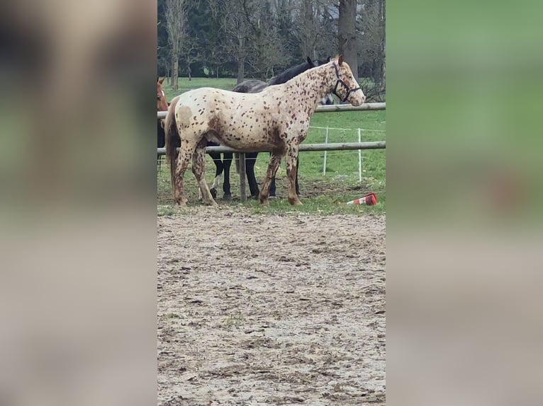 Knabstrup Gelding 4 years 15.2 hh Pinto in Wardenburg