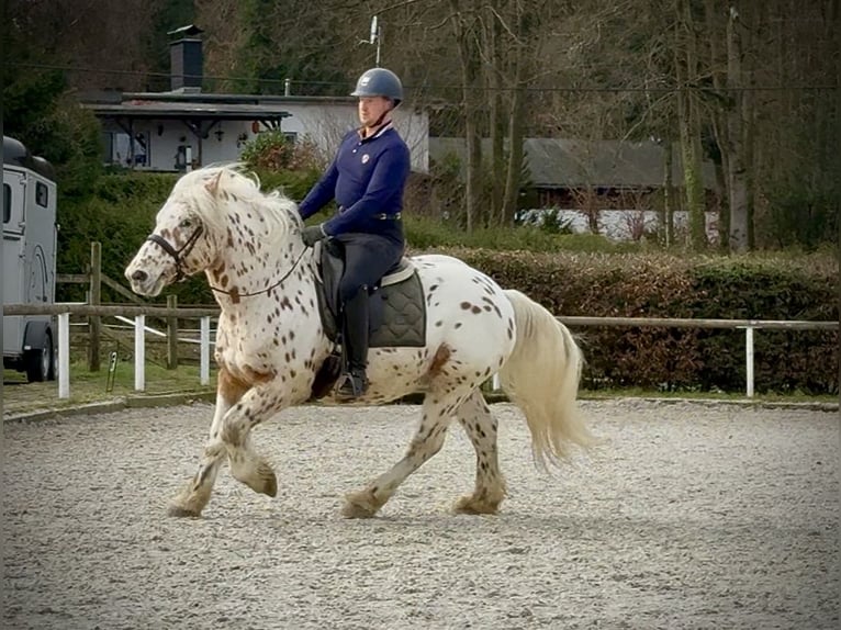 Knabstrup Mix Gelding 4 years 15 hh Leopard-Piebald in Neustadt (Wied)