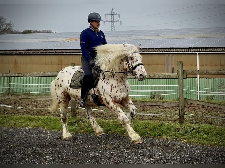 Knabstrup Mix Gelding 4 years 15 hh Leopard-Piebald in Neustadt (Wied)