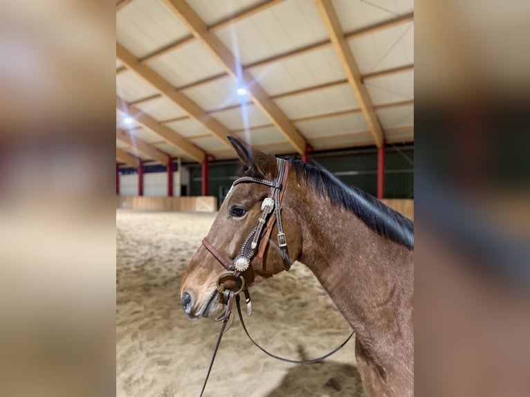 Knabstrup Gelding 4 years 15,1 hh Brown in Werlte