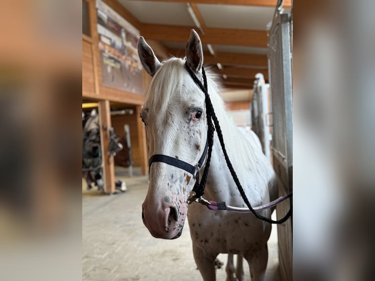 Knabstrup Gelding 4 years 15,2 hh Leopard-Piebald in Achstetten