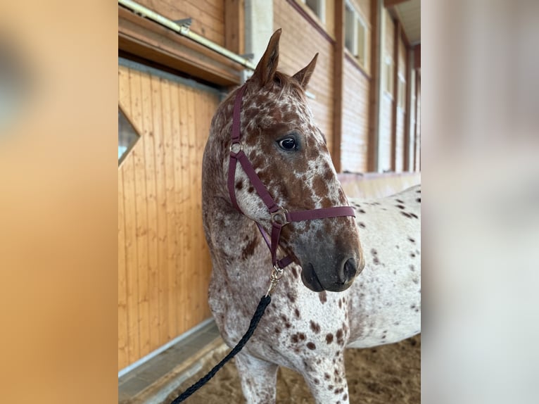 Knabstrup Gelding 4 years 15,2 hh Leopard-Piebald in Achstetten