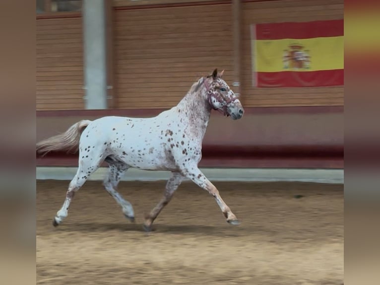 Knabstrup Gelding 4 years 15,2 hh Leopard-Piebald in Achstetten
