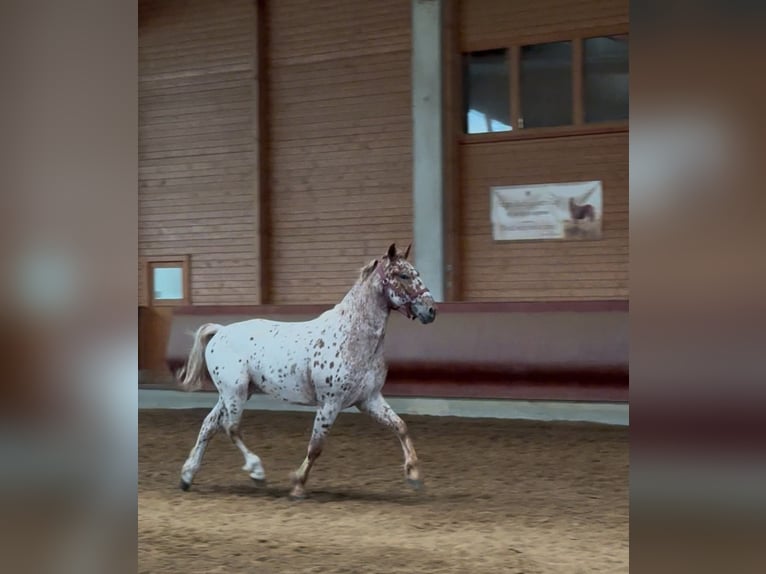 Knabstrup Gelding 4 years 15,2 hh Leopard-Piebald in Achstetten