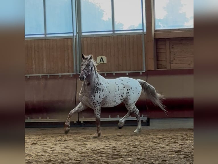 Knabstrup Gelding 4 years 15,2 hh Leopard-Piebald in Achstetten
