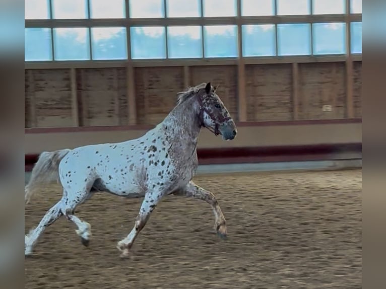 Knabstrup Gelding 4 years 15,2 hh Leopard-Piebald in Achstetten