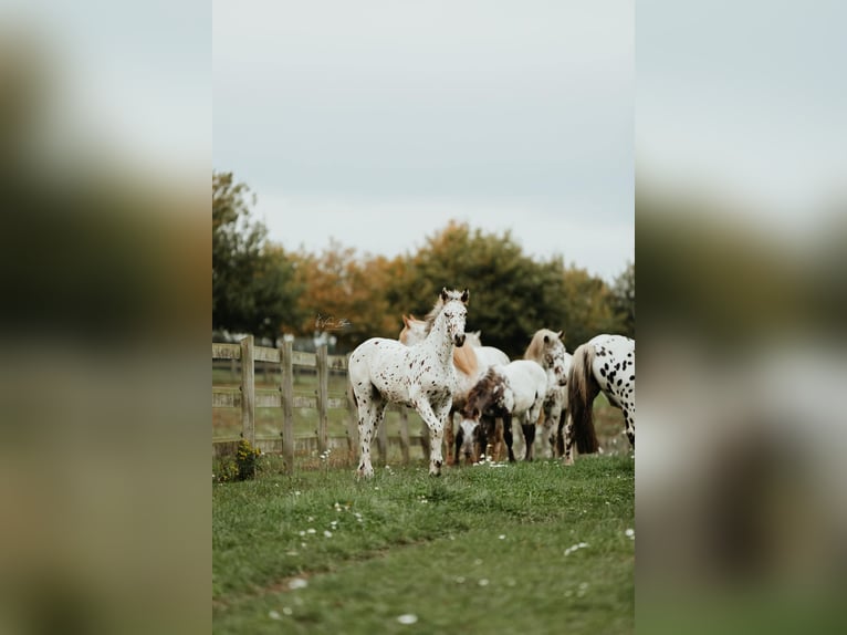 Knabstrup Gelding 4 years 15,3 hh Leopard-Piebald in Fredensborg