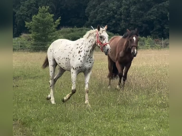 Knabstrup Gelding 4 years 16 hh in Bad Zwischenahn