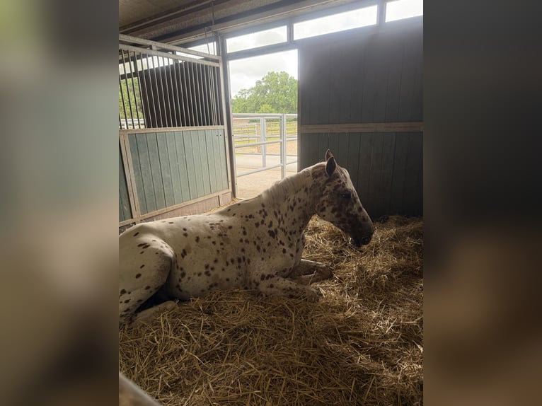Knabstrup Gelding 4 years 16 hh in Bad Zwischenahn