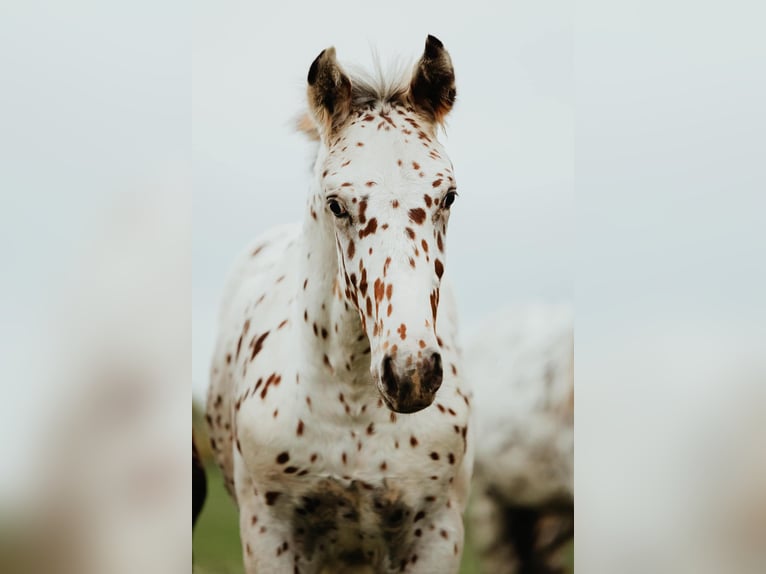 Knabstrup Gelding 4 years 16 hh Leopard-Piebald in Fredensborg