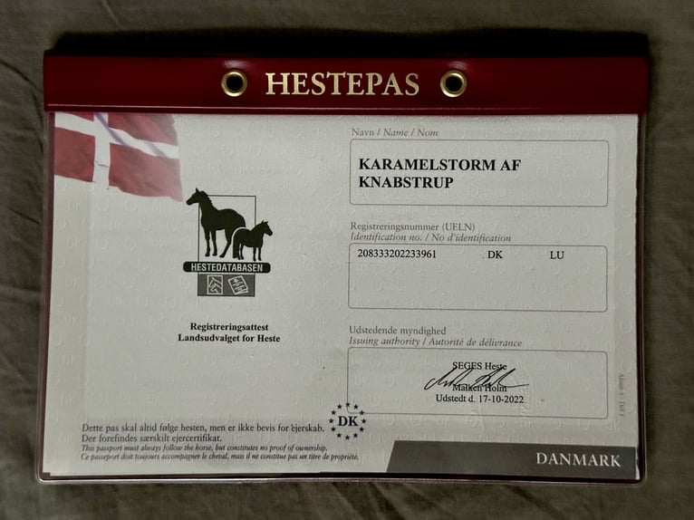 Knabstrup Gelding 4 years 16 hh Leopard-Piebald in Fredensborg