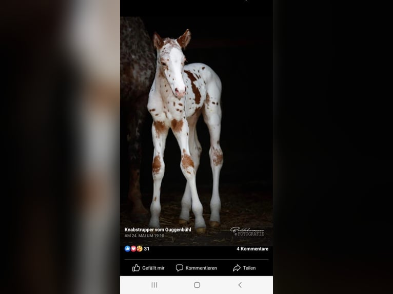 Knabstrup Gelding 4 years 16 hh Leopard-Piebald in 8400