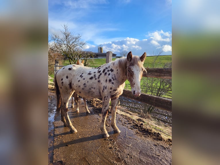Knabstrup Gelding 4 years 16 hh Leopard-Piebald in 8400