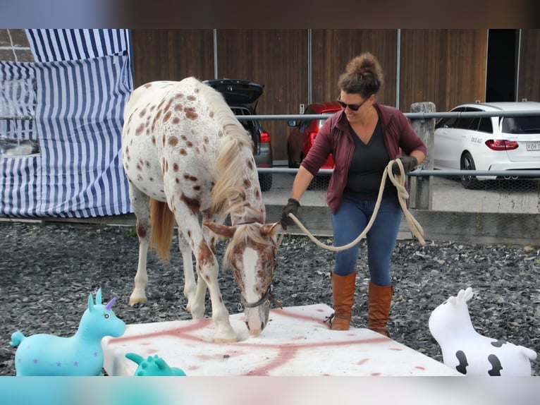 Knabstrup Gelding 4 years 16 hh Leopard-Piebald in 8400