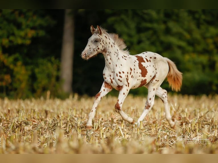 Knabstrup Gelding 4 years 16 hh Leopard-Piebald in Weisslingen