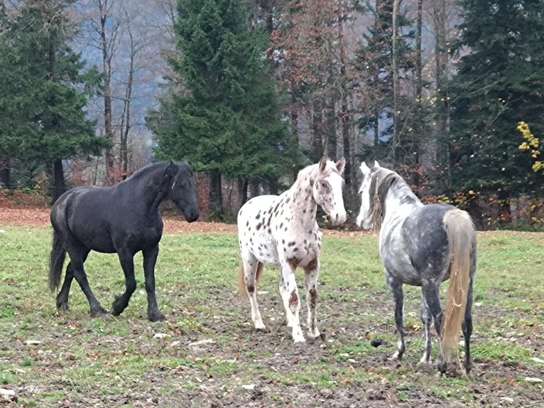 Knabstrup Gelding 4 years 16 hh Leopard-Piebald in Weisslingen
