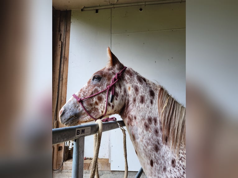 Knabstrup Gelding 4 years 16 hh Leopard-Piebald in Weisslingen