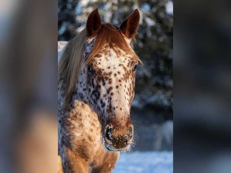 Knabstrup Gelding 5 years 15,2 hh Leopard-Piebald in Fredensborg