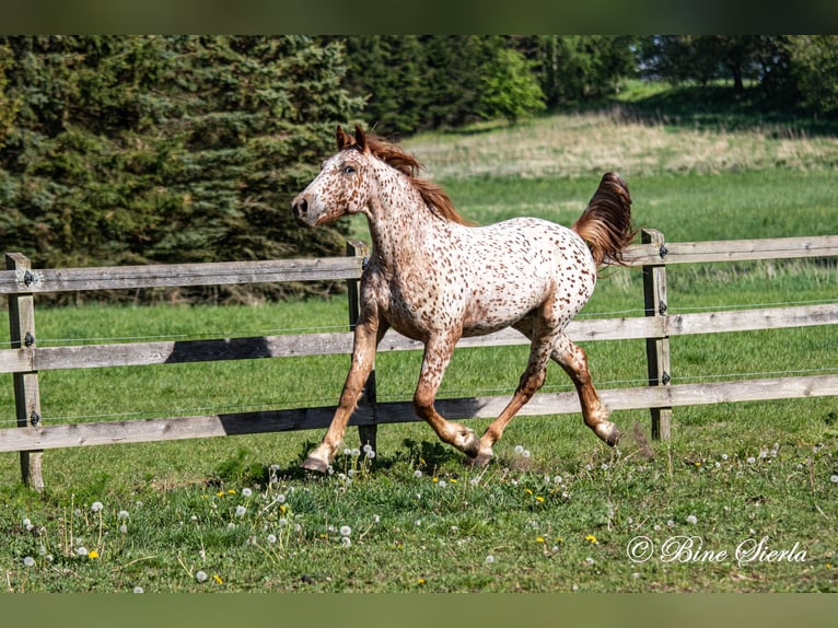 Knabstrup Gelding 5 years 15,2 hh Leopard-Piebald in Fredensborg