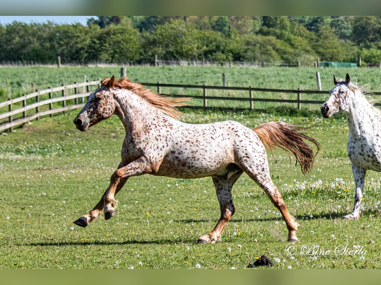 Knabstrup Gelding 5 years 15,2 hh Leopard-Piebald in Fredensborg