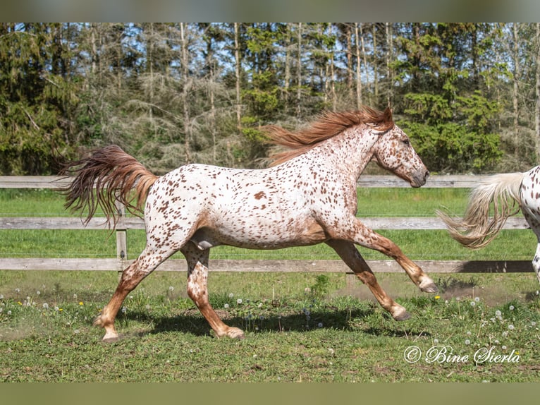 Knabstrup Gelding 5 years 15,2 hh Leopard-Piebald in Fredensborg