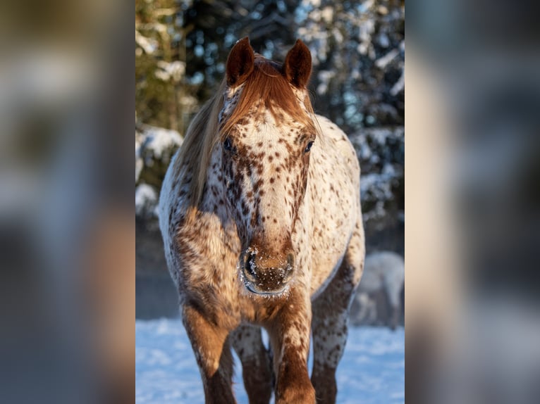 Knabstrup Gelding 5 years 15,2 hh Leopard-Piebald in Fredensborg