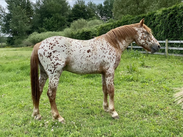 Knabstrup Gelding 5 years 15,2 hh Leopard-Piebald in Fredensborg