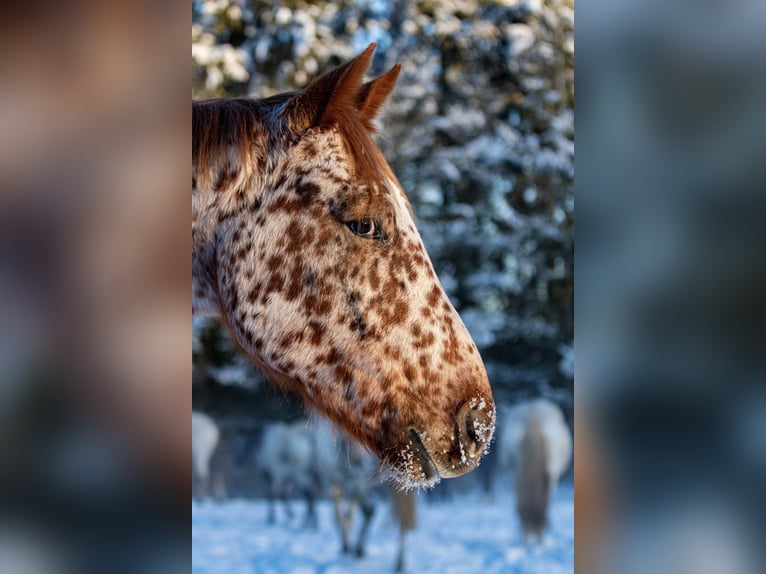 Knabstrup Gelding 5 years 15,2 hh Leopard-Piebald in Fredensborg