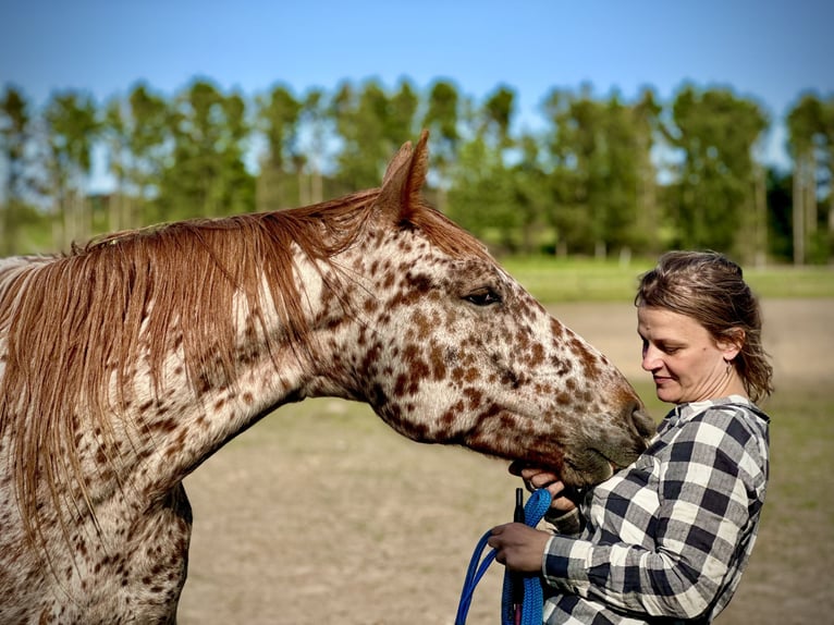 Knabstrup Gelding 5 years 15,2 hh Leopard-Piebald in Fred