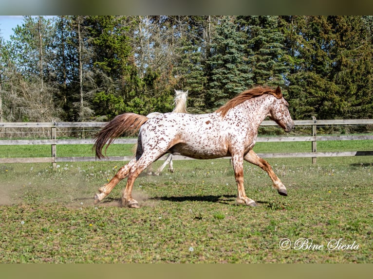 Knabstrup Gelding 5 years 15,2 hh Leopard-Piebald in Fred