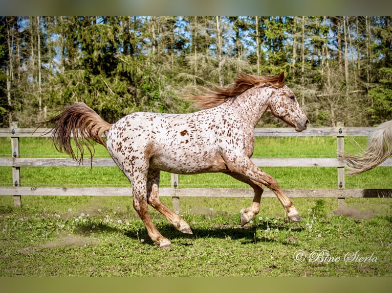 Knabstrup Gelding 5 years 15,2 hh Leopard-Piebald in Fred