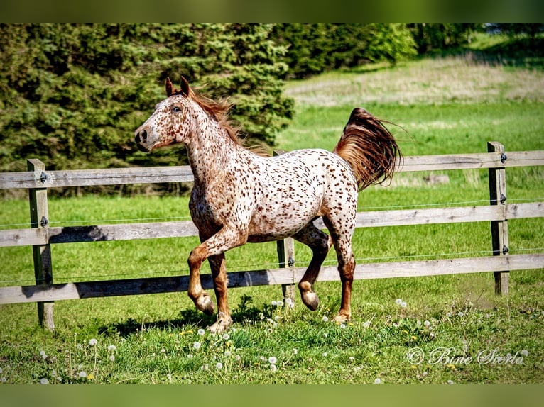 Knabstrup Gelding 5 years 15,2 hh Leopard-Piebald in Fredensborg