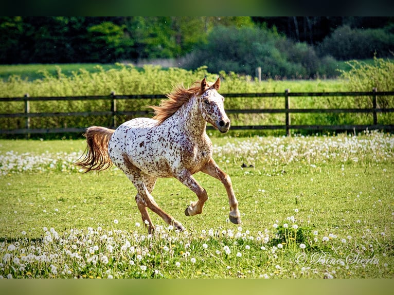 Knabstrup Gelding 5 years 15,2 hh Leopard-Piebald in Fredensborg