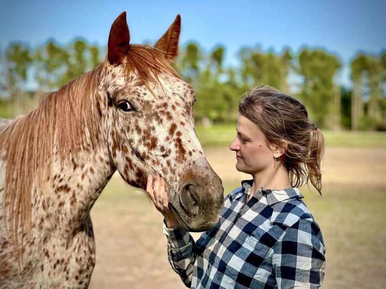Knabstrup Gelding 5 years 15,2 hh Leopard-Piebald in Fredensborg