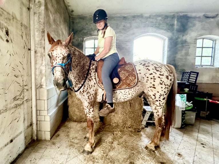 Knabstrup Gelding 5 years 15,2 hh Leopard-Piebald in Fredensborg