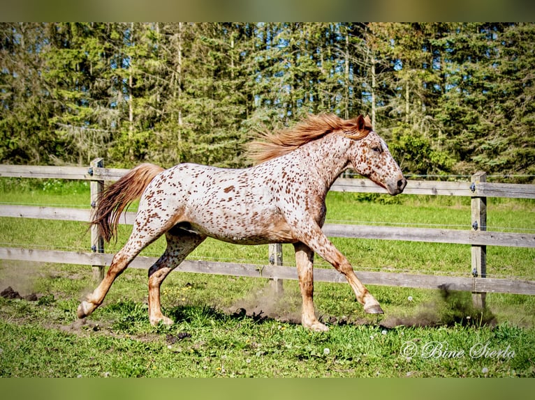 Knabstrup Gelding 5 years 15,2 hh Leopard-Piebald in Fredensborg
