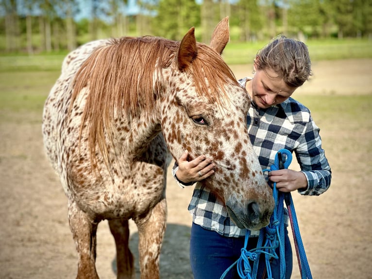 Knabstrup Gelding 5 years 15,2 hh Leopard-Piebald in Fredensborg