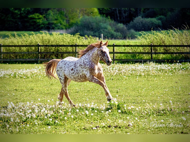 Knabstrup Gelding 5 years 15,2 hh Leopard-Piebald in Fredensborg
