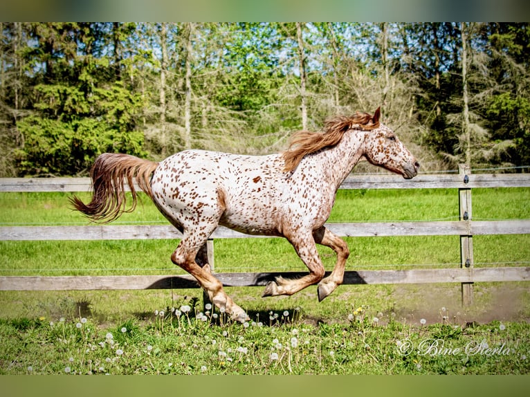 Knabstrup Gelding 5 years 15,2 hh Leopard-Piebald in Fredensborg