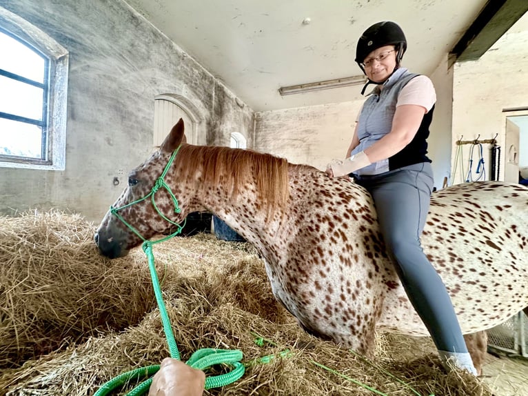 Knabstrup Gelding 5 years 15,2 hh Leopard-Piebald in Fredensborg