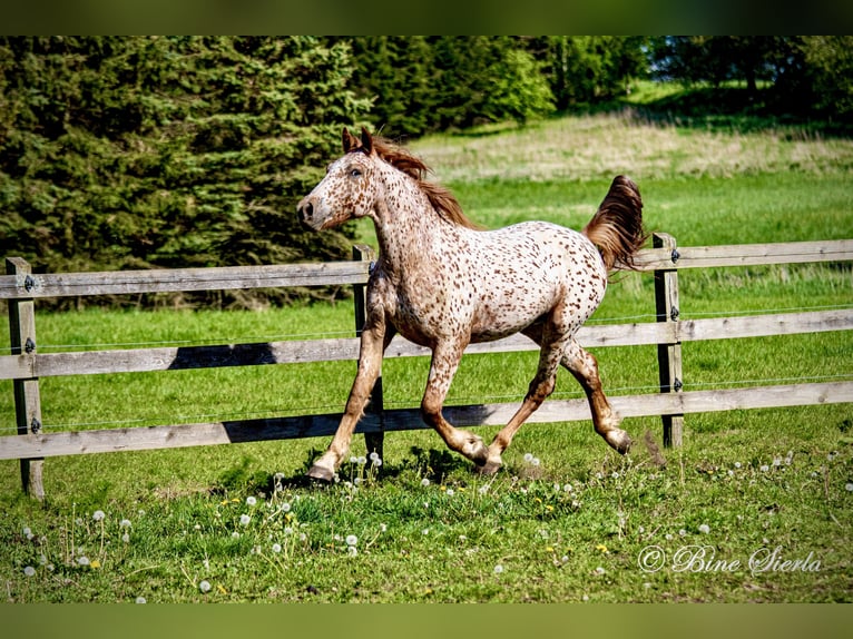 Knabstrup Gelding 5 years 15,2 hh Leopard-Piebald in Fredensborg