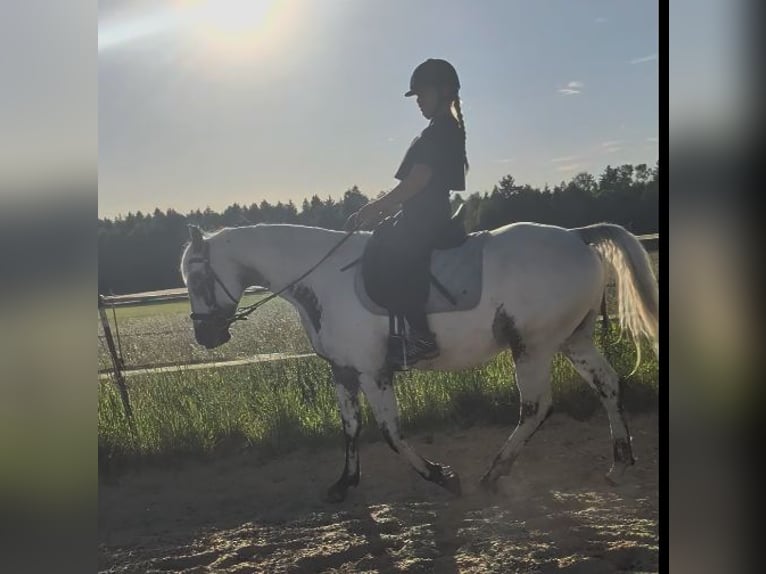 Knabstrup Gelding 6 years 14.3 hh White in Geretsried