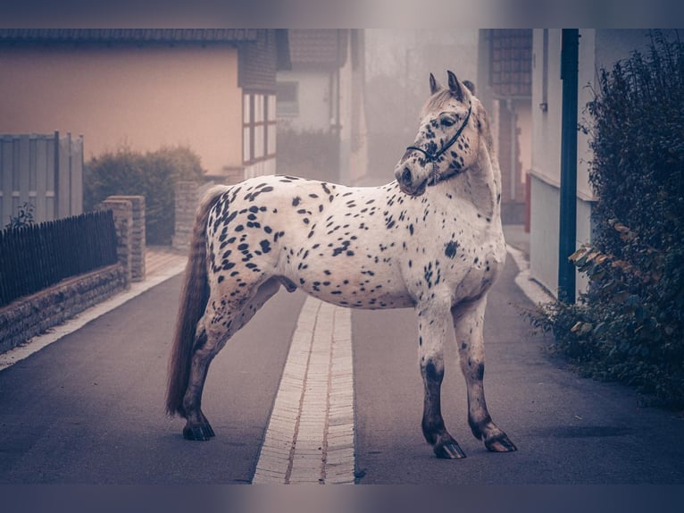 Knabstrup Mix Gelding 6 years 15,1 hh Leopard-Piebald in M&#xFC;hlacker