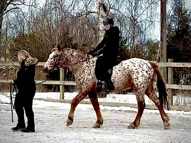 Knabstrup Gelding 6 years 15,2 hh Leopard-Piebald in Fredensborg